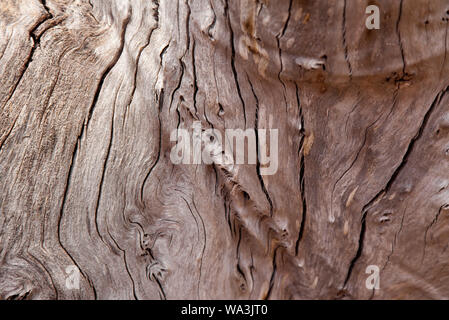 Bois gris de l'arbre mort, fond texturé naturelles Banque D'Images