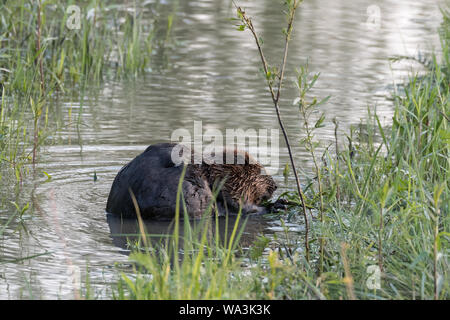 Castor (Castor fiber) assis sur la rive du fleuve et de manger. Cracovie, Pologne Petite, en Pologne. Banque D'Images