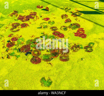 Lily Pads et duckweed dans un étang de rétention d'eau près de la Thames Path, un jour ensoleillé, Londres, Royaume-Uni Banque D'Images