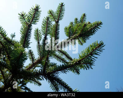 Aiguilles de pin. Banque D'Images