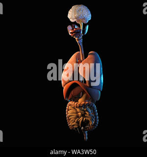 rendu 3d des organes internes humains Banque D'Images