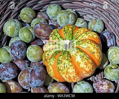 Les citrouilles colorés avec des prunes sucrées dans un panier Banque D'Images