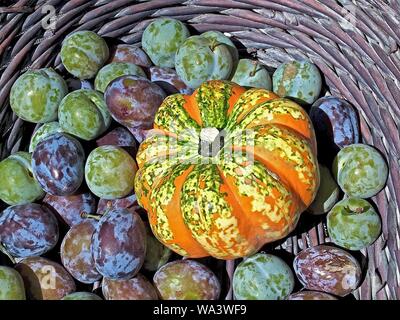 Les citrouilles colorés avec des prunes sucrées dans un panier Banque D'Images