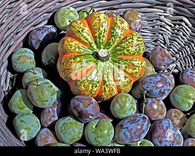 Les citrouilles colorés avec des prunes sucrées dans un panier Banque D'Images