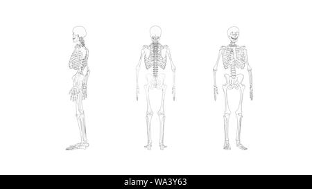 Plusieurs vues du squelette d'un ordinateur des modèle d'un squelette humain isolé sur un fond blanc. Banque D'Images
