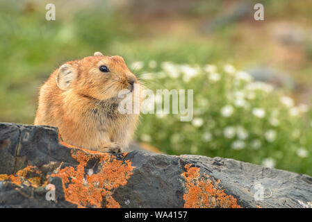 Portrait d'un petit brun mignon pelucheux (pika Ochotona) assis sur des pierres près d'un trou de près. La Russie, de l'Altaï Banque D'Images