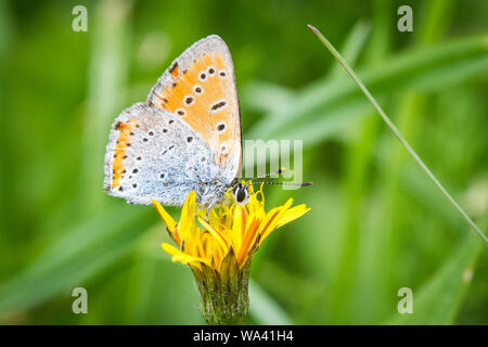 (Lycaena dispar grande) se nourrissant de fleur Banque D'Images