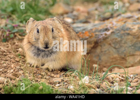 Portrait d'un petit brun mignon pelucheux (pika Ochotona) assis sur des pierres près d'un trou de près. La Russie, de l'Altaï Banque D'Images