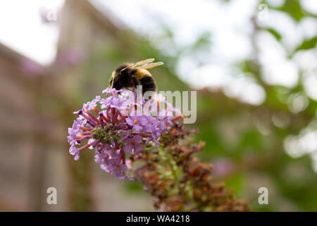 Bourdon sur Buddleia fleurs Banque D'Images