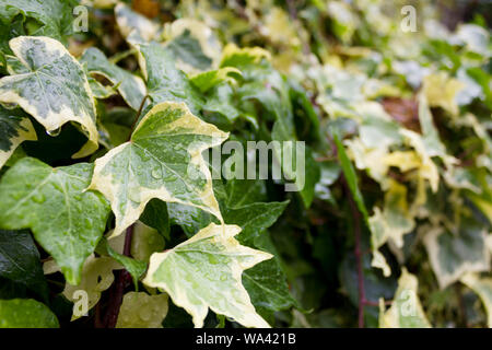 Gouttes de pluie sur les feuilles de lierre après la pluie Banque D'Images