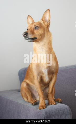 Gros plan vertical d'un chien brun clair sur un canapé gris Banque D'Images