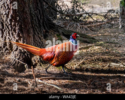 Plumage coloré sur un anneau de sexe masculin ou à cou Faisan de Colchide Phasianus colchicus commun marche dans les bois. On pense que les faisans la plus commune d'oiseaux-gibier. Banque D'Images