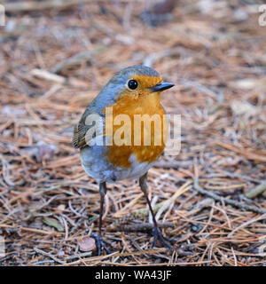 Rougegorge familier Erithacus rubecula aux abords petit oiseau communément connue sous le nom de Robin redbreast Banque D'Images