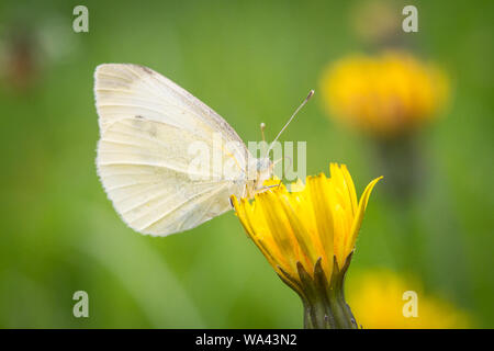 Petit papillon blanc du chou (Pieris rapae) se nourrissant sur une fleur jaune Banque D'Images