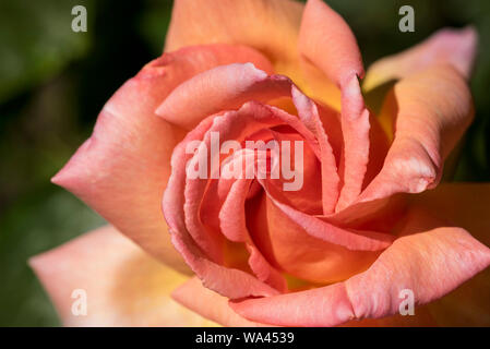 Close up of roses rose. Banque D'Images
