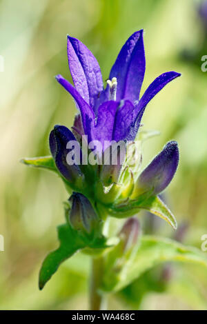 Bellflower campanula glomerata (En cluster), close up montrant la structure de la fleur, avec une seule fleur ouverte entourée de bourgeons. Banque D'Images
