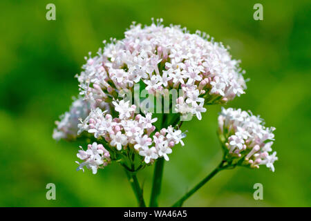 La valériane (Valeriana officinalis commune), close up montrant les fleurs individuelles de la fleur. Banque D'Images