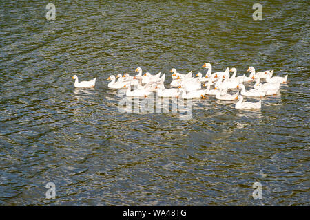 Un troupeau d'oies blanches nage sur le lac dans la lumière du soir. L'arrière-plan. Banque D'Images