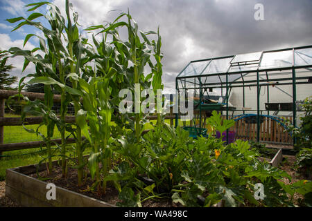 Maïs doux et de plus en plus coutgette dans un lit de légumes. Les émissions dans l'arrière-plan Banque D'Images