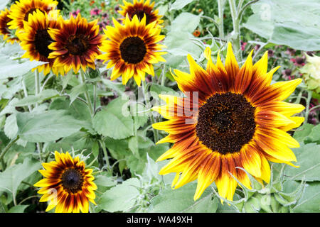 Tournesols de jardin, tournesol Helianthus annus Banque D'Images