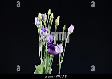 Violet et Mauve (Lisianthus Eustoma) fleurs photographié sur un fond noir Banque D'Images