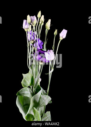 Violet et Mauve (Lisianthus Eustoma) fleurs photographié sur un fond noir Banque D'Images