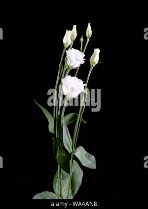 Lisianthus (Eustoma blanc) fleurs sur fond noir Banque D'Images