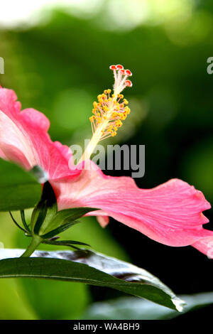 En fleurs hibiscus fleur rose en haut, sur le ciel ensoleillé Banque D'Images