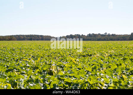 HECTARES VERTS : des cultures de légumes frais et abondantes sont visibles dans les paysages de ferme ouverts de la Virginie, au large du couloir de I95. Banque D'Images