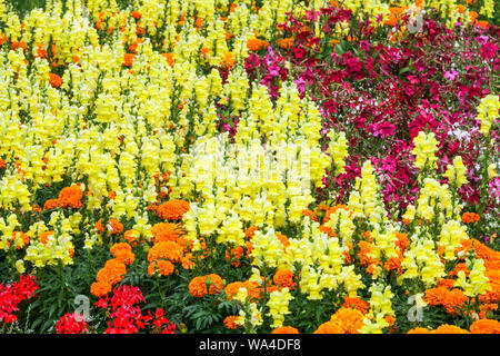 Flowering Tobacco, Snapdragons Marigolds français, plantes colorées dans le jardin de parterre de fleurs Banque D'Images