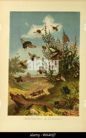 Insekten und die Spinnen, Tausendfüssler (planche 1) (9524139756). Banque D'Images