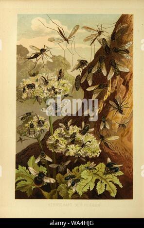 Insekten und die Spinnen, Tausendfüssler (planche 13) (9524155842). Banque D'Images
