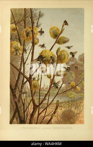 Insekten und die Spinnen, Tausendfüssler (planche 7) (9521365173). Banque D'Images