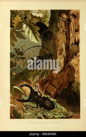 Insekten und die Spinnen, Tausendfüssler (planche 5) (9524145828). Banque D'Images