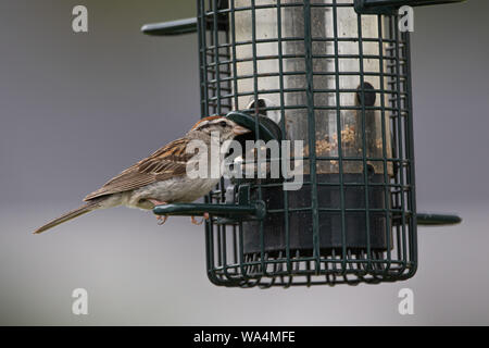 Spizella passerina bruant ou en Ontario Canada à un convoyeur de jardin en été Banque D'Images