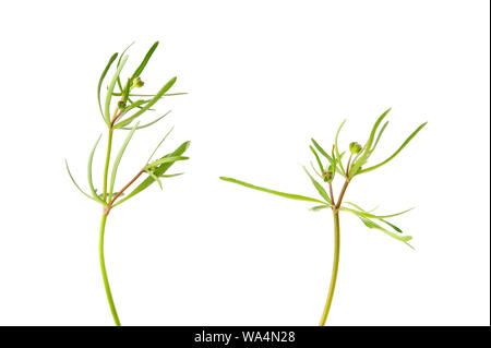 (Ranunculus sp.) feuilles sur fond blanc. Banque D'Images