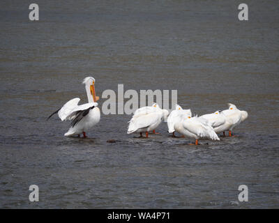 Groupe de pélicans blancs avec cinq repos et un lissage tout en se tenant dans la rivière Madison dans le Montana. Banque D'Images