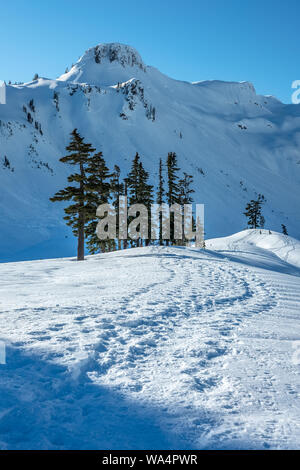 Pistes pour raquettes zig-zag vers un groupe de conifères et une pente raide couverte de neige, montagne près de Mt Baker, Washington, USA Banque D'Images