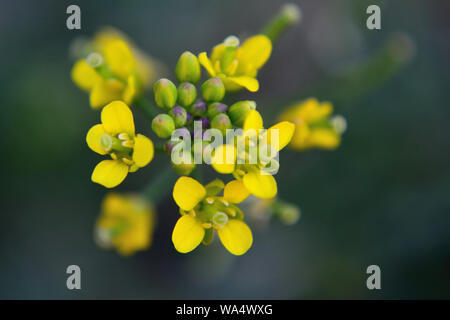 Fusée jaune Barbarea vulgaris fleurs close up Banque D'Images