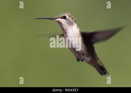 Une charmante petite Hummingbird plane dans l'air Banque D'Images