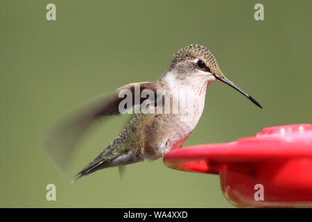 Une charmante petite femelle à queue large, Hummingbird, boit de l'eau de sucre dans un mangeoire Banque D'Images