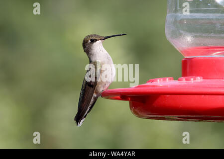 Une alerte peu Hummingbird est assise sur un convoyeur Banque D'Images