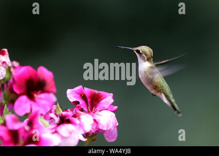 Un charmant petit colibri en vol stationnaire au-dessus de Martha Washington géraniums rose vif Banque D'Images