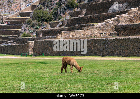 Ruines d'Ollantaytambo : ruines de signification religieuse en grande partie, la dernière et la plus importante des structures défensives de l'époque inca, la Vallée Sacrée des Incas Banque D'Images