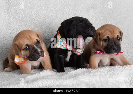 Trois chiots assis et bâillements portant des Nœuds Papillons Lab Mix chiot mignon sur un manteau blanc brun noir Banque D'Images