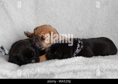 Trois chiots couchés l'un avec Paw par Porter Nœuds Papillons Lab Mix chiot mignon sur un manteau blanc brun noir Banque D'Images