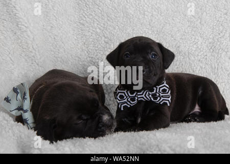 Deux chiots noir couché l'un à porter des Nœuds Papillons Lab Mix chiot mignon sur une couverture blanche Black Banque D'Images