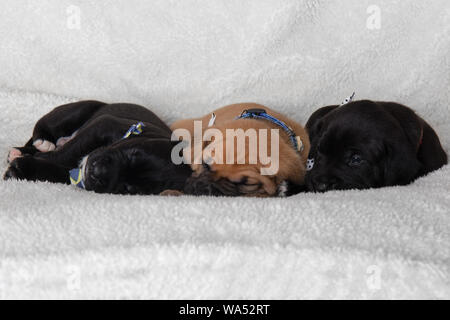 Trois chiots dormir couché portant des Nœuds Papillons Lab Mix chiot mignon sur un manteau blanc brun noir Banque D'Images