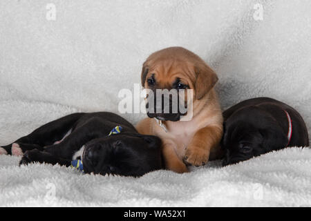 Trois chiots deux dormir une seule séance portant des Nœuds Papillons Lab Mix chiot mignon sur un manteau blanc brun noir Banque D'Images