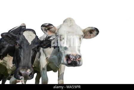 Deux vaches noir et blanc isolé sur fond blanc Banque D'Images